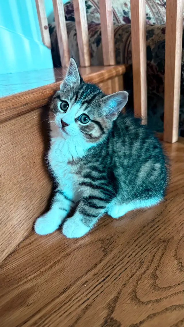 Adorable 9-Week-Old Kittens! / Adorables chatons de 9 semaines! - Photo 5