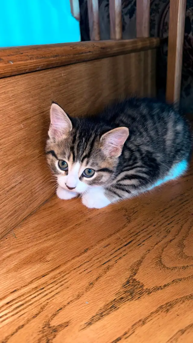 Adorable 9-Week-Old Kittens! / Adorables chatons de 9 semaines! - Photo 6