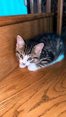 Adorable 9-Week-Old Kittens! / Adorables chatons de 9 semaines! - Photo 6