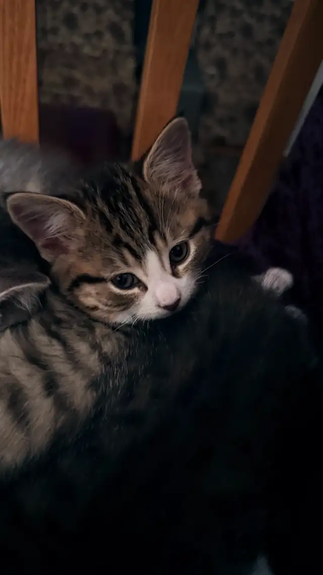Adorable 9-Week-Old Kittens! / Adorables chatons de 9 semaines! - Photo 7
