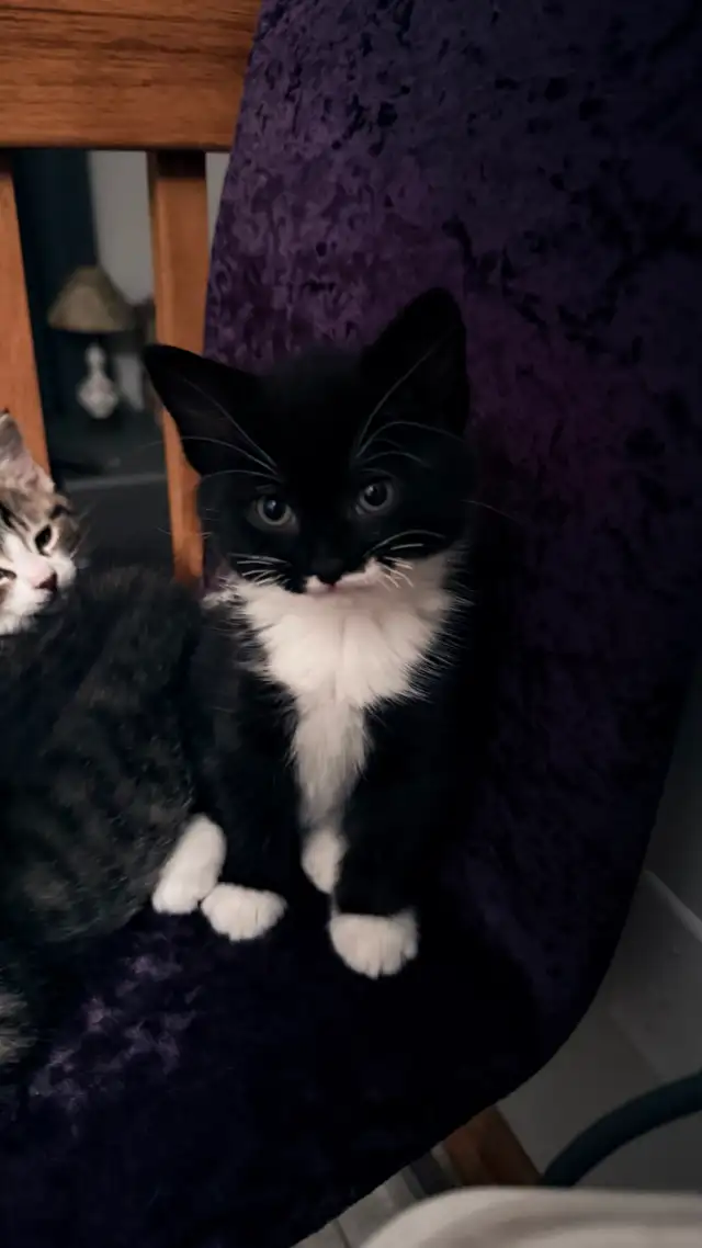 Adorable 9-Week-Old Kittens! / Adorables chatons de 9 semaines! - Photo 8