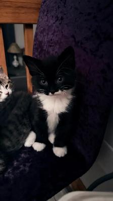 Adorable 9-Week-Old Kittens! / Adorables chatons de 9 semaines! - Photo 8