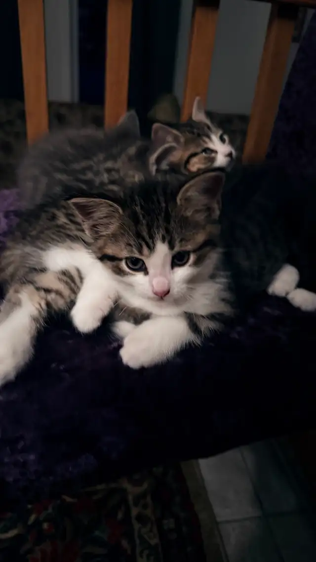 Adorable 9-Week-Old Kittens! / Adorables chatons de 9 semaines! - Photo 9