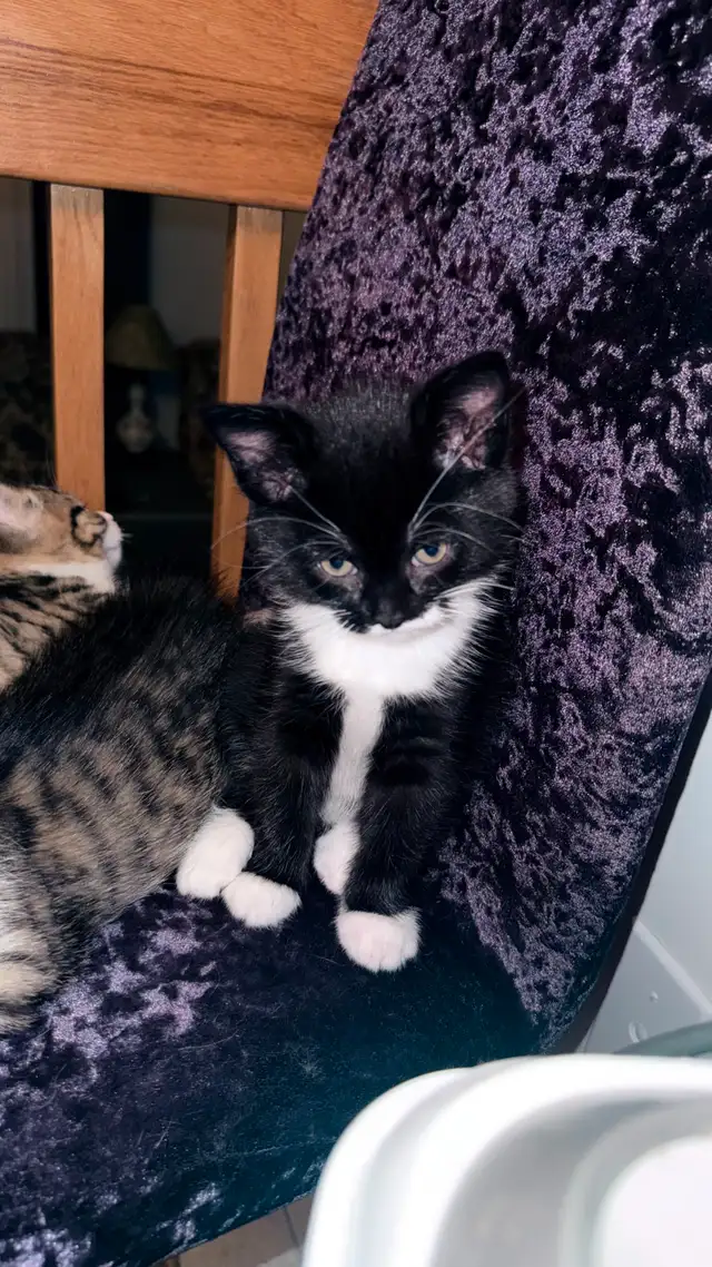 Adorable 9-Week-Old Kittens! / Adorables chatons de 9 semaines! - Photo 10