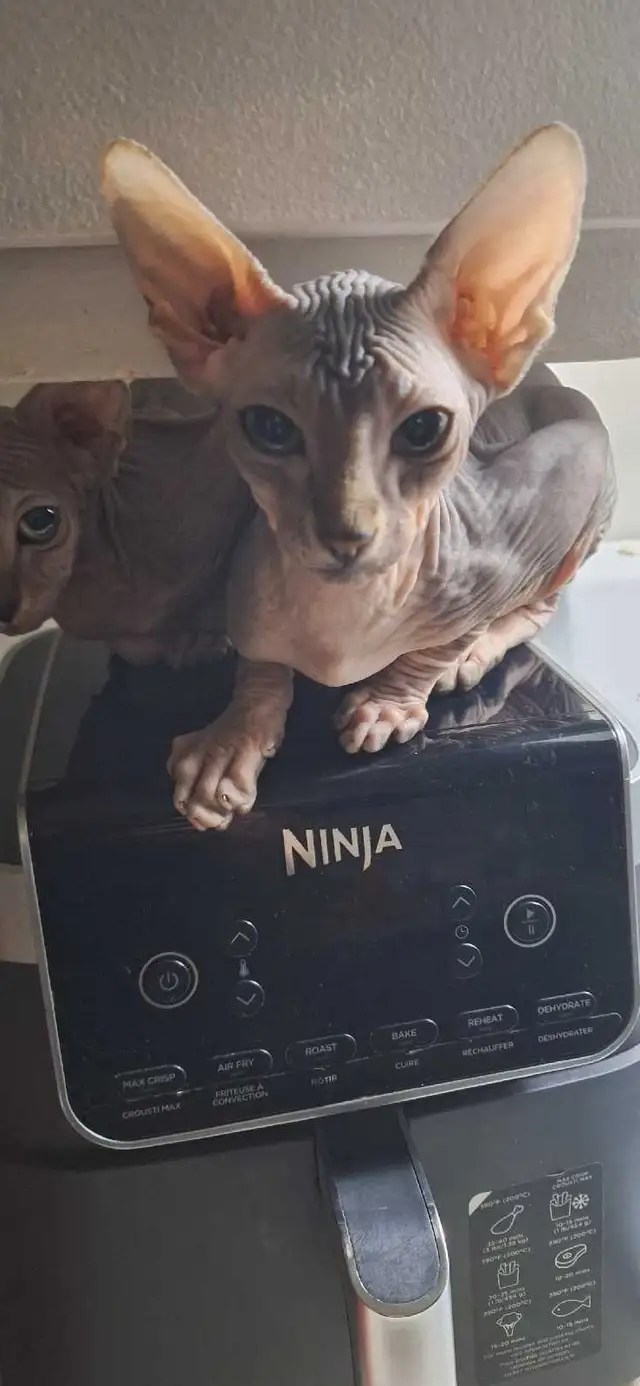 sphynx bb