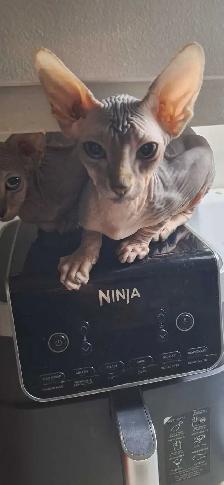 sphynx bb