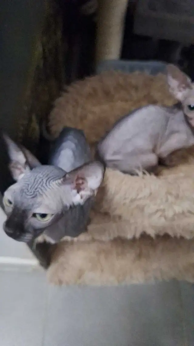 sphynx bb - Photo 2
