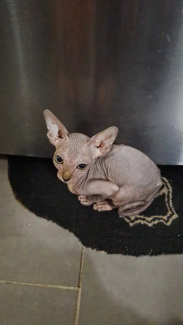sphynx bb - Photo 3
