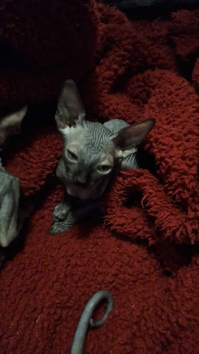 sphynx bb - Photo 4