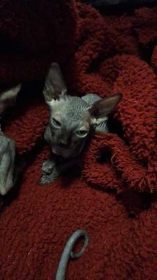 sphynx bb - Photo 4