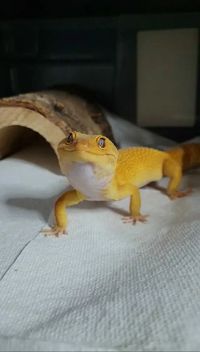 Male Mandarin Tangerine Leopard Gecko