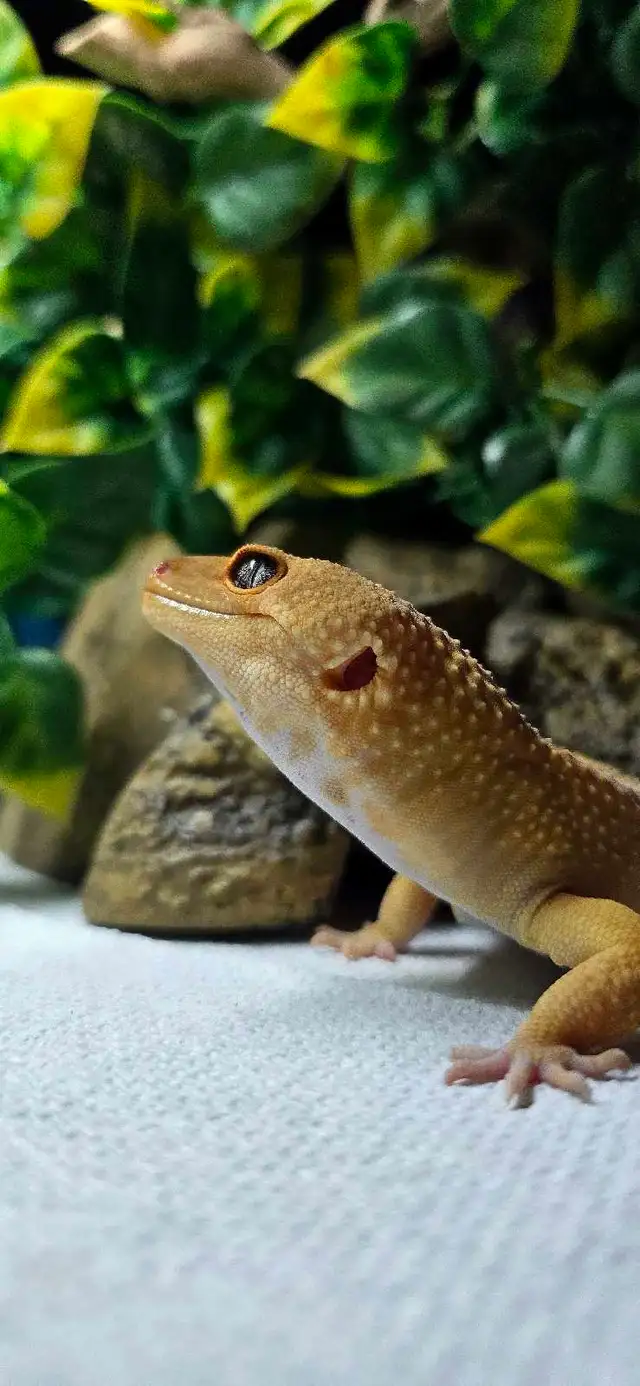 Male Mandarin Tangerine Leopard Gecko - Photo 3