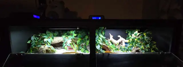 Male Mandarin Tangerine Leopard Gecko - Photo 5