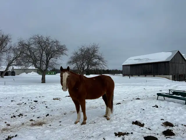 Quarter horse - mare (20 years)