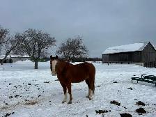 Quarter horse - mare (20 years)