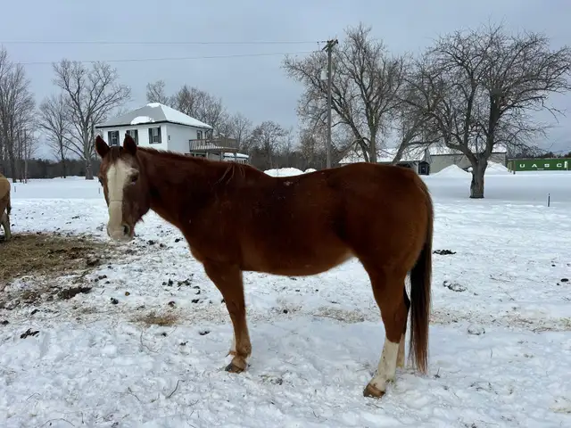 Quarter horse - mare (20 years) - Photo 2