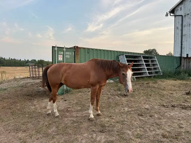 Quarter horse - mare (20 years) - Photo 3