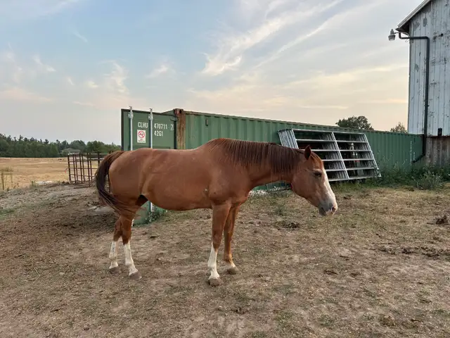 Quarter horse - mare (20 years) - Photo 4