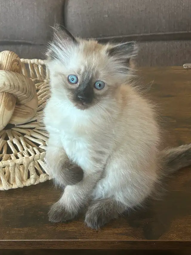 Female ragdoll Siamese