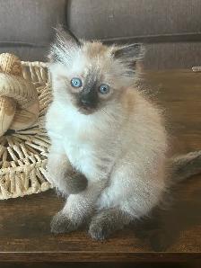 Female ragdoll Siamese