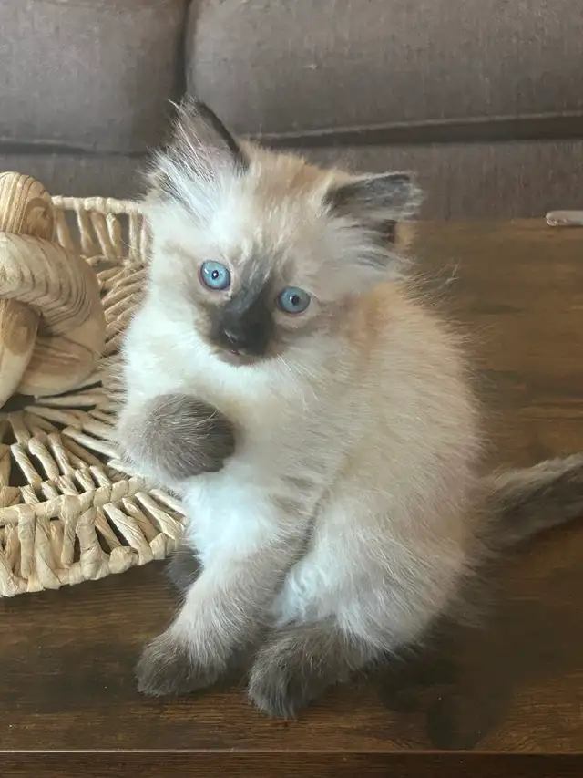 Female ragdoll Siamese - Photo 2