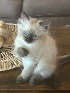 Female ragdoll Siamese - Photo 2