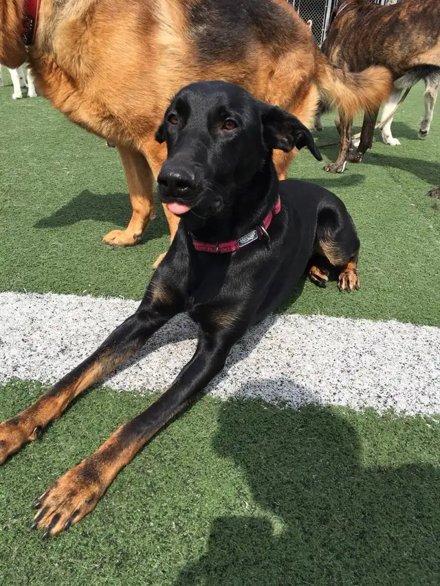 Doberman Shepard femelle - Photo 2