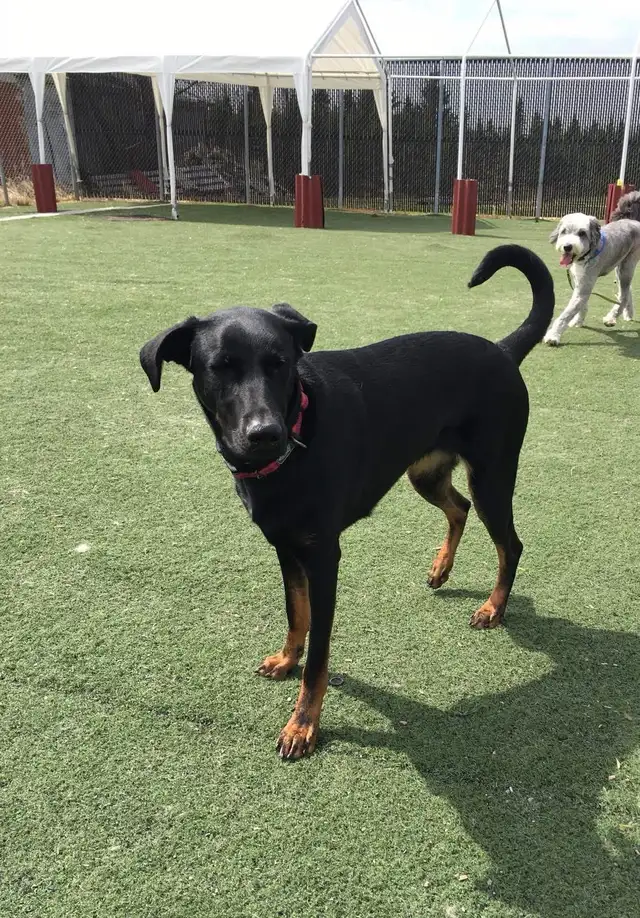Doberman Shepard femelle - Photo 3