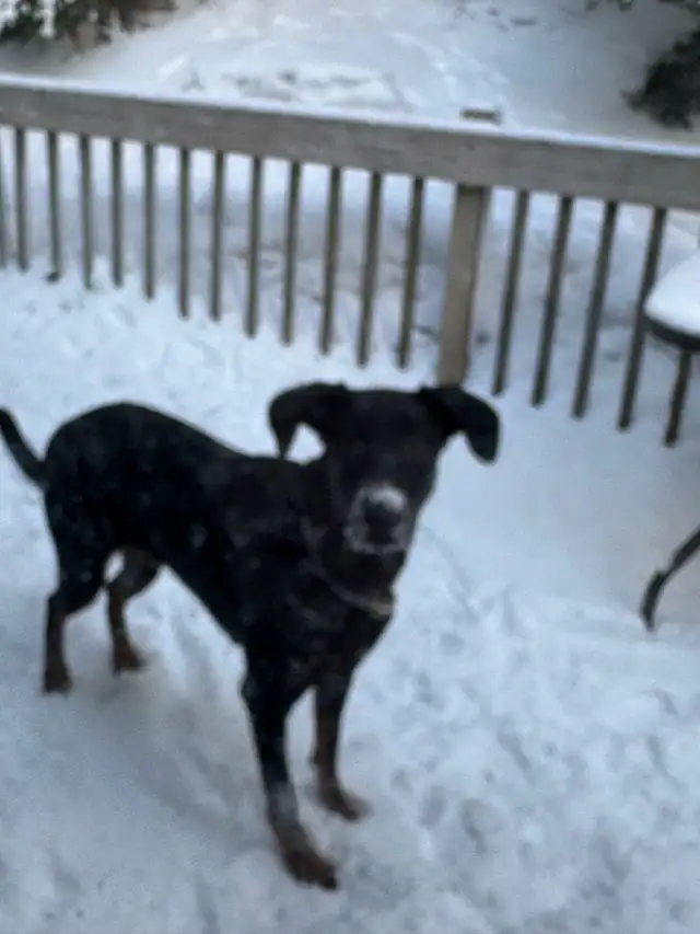 Doberman Shepard femelle - Photo 5