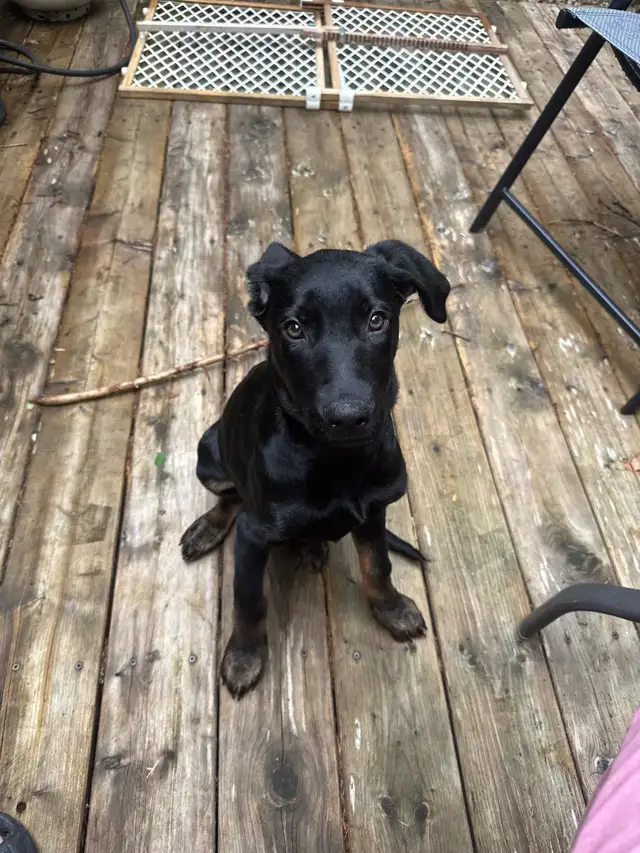 Doberman Shepard femelle - Photo 6