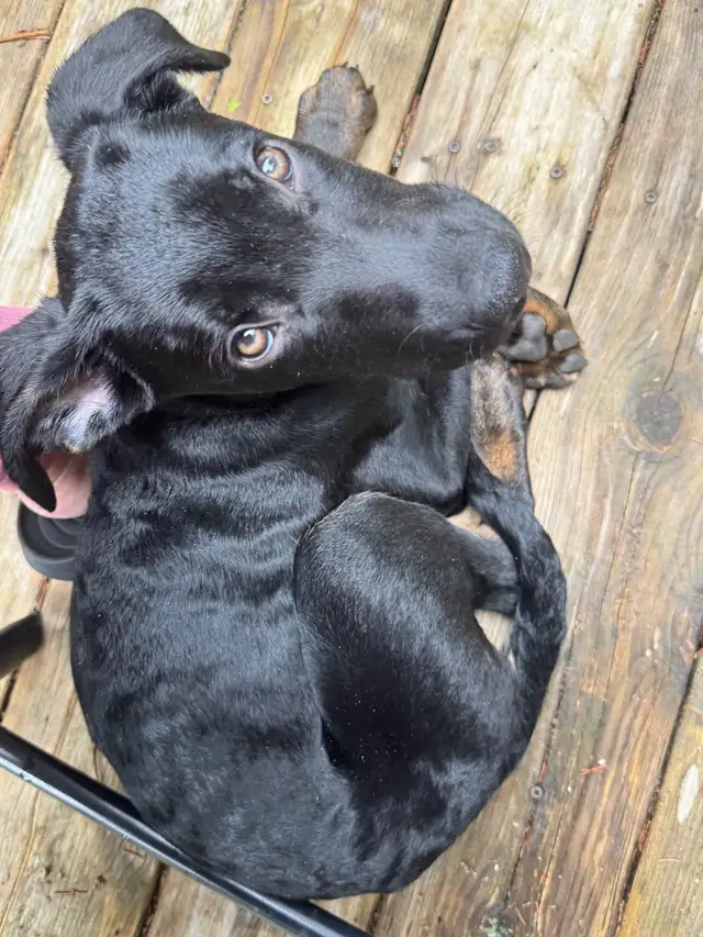 Doberman Shepard femelle - Photo 7