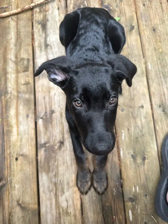 Doberman Shepard femelle - Photo 8