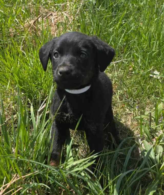 Doberman Shepard femelle - Photo 9