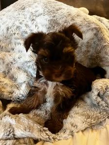 BEAUTIFUL YORKIE