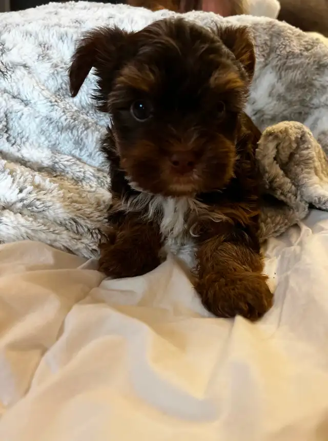 BEAUTIFUL YORKIE - Photo 2