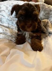 BEAUTIFUL YORKIE - Photo 2