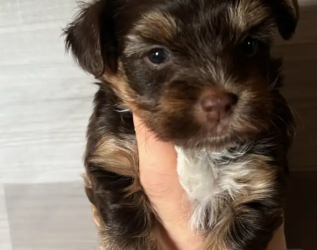 BEAUTIFUL YORKIE - Photo 4