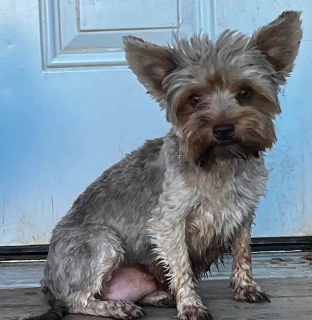 BEAUTIFUL YORKIE - Photo 5