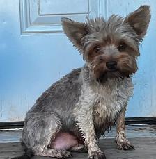 BEAUTIFUL YORKIE - Photo 5