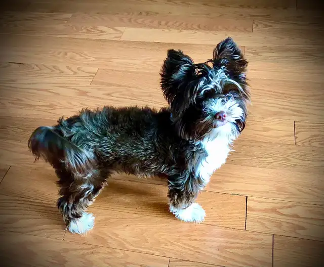 BEAUTIFUL YORKIE - Photo 7
