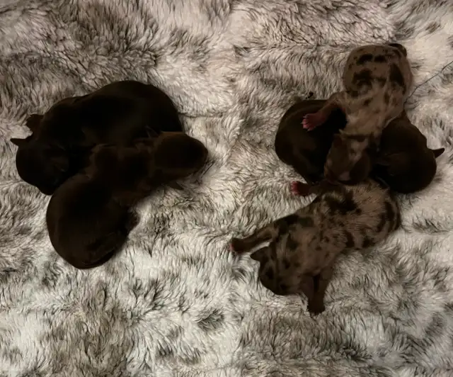 BEAUTIFUL YORKIES