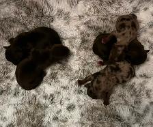 BEAUTIFUL YORKIES