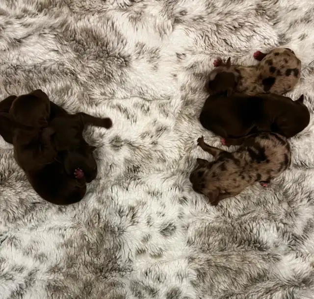 BEAUTIFUL YORKIES - Photo 2