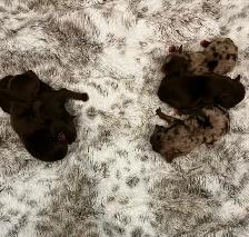 BEAUTIFUL YORKIES - Photo 2