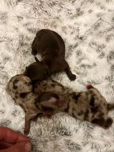 BEAUTIFUL YORKIES - Photo 6
