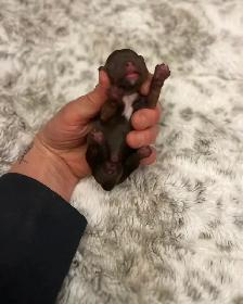 BEAUTIFUL YORKIES - Photo 9