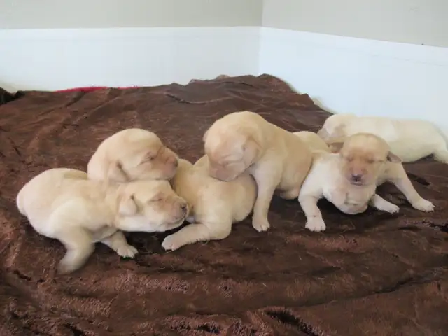 CKC Registered, yellow, purebred,  Labrador Retriever Puppies