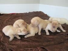 CKC Registered, yellow, purebred,  Labrador Retriever Puppies