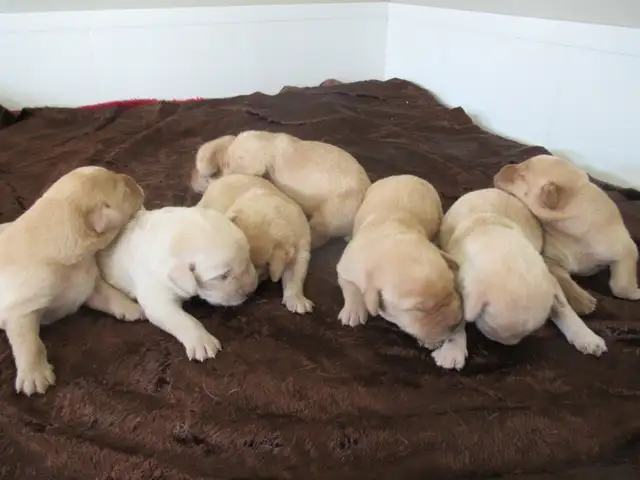 CKC Registered, yellow, purebred,  Labrador Retriever Puppies - Photo 2
