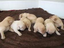 CKC Registered, yellow, purebred,  Labrador Retriever Puppies - Photo 2